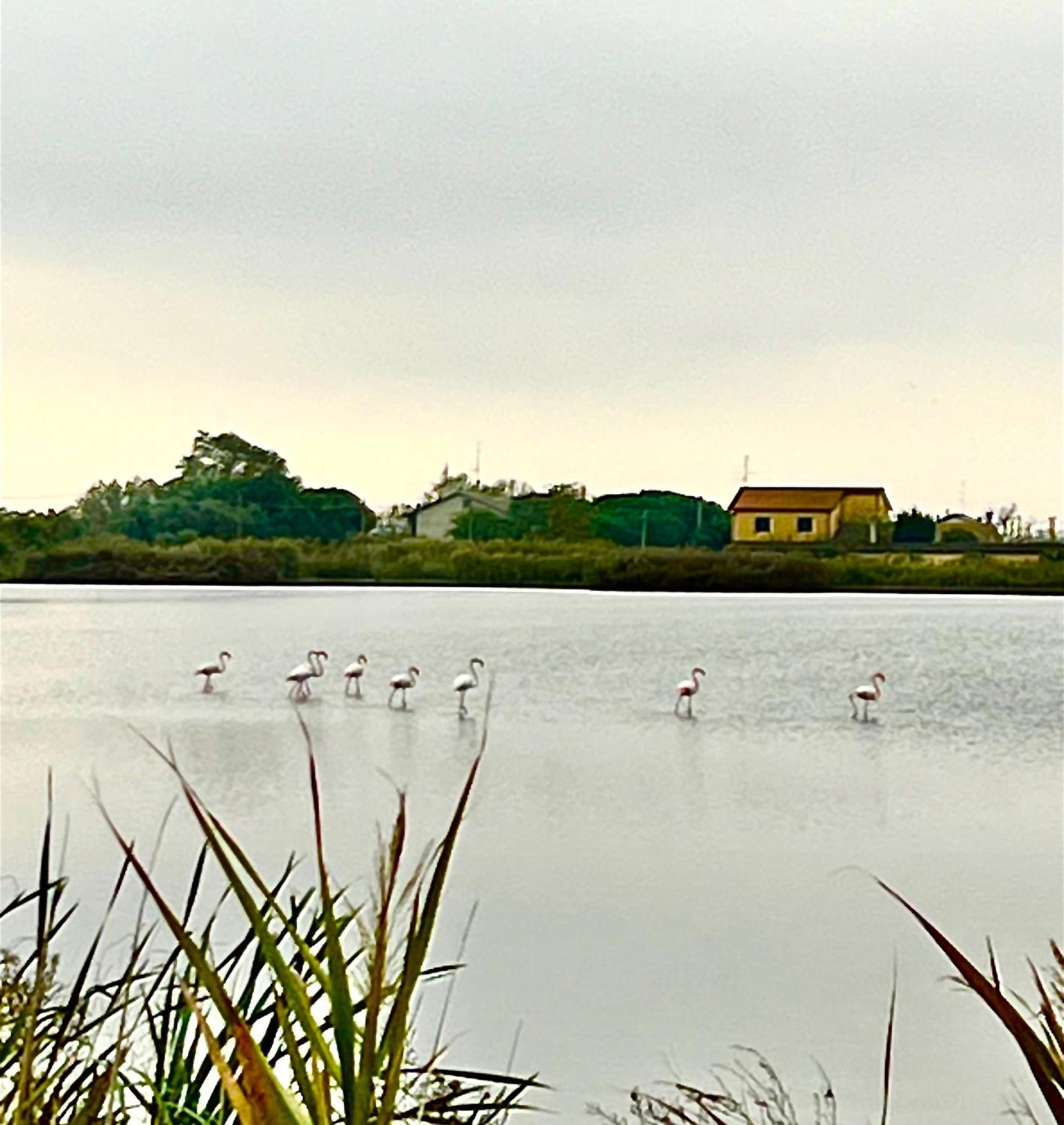 Pink Flamingo Accomodation 科马基奥 外观 照片